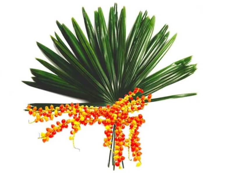 Sao Palmeto (američka patuljasta palma)