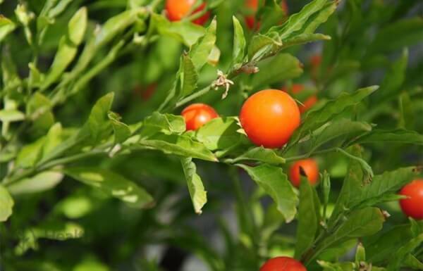 Ashwagandha (indijski ginseng) - biljka za ljude koji rade do kasno!