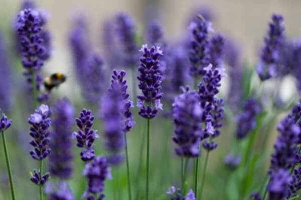 Lavanda – Za bolje raspoloženje tijekom dana