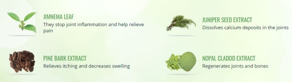 Sastojci FlexoSaminea